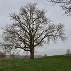 Ein schöner Baum