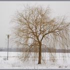 ein schöner Baum