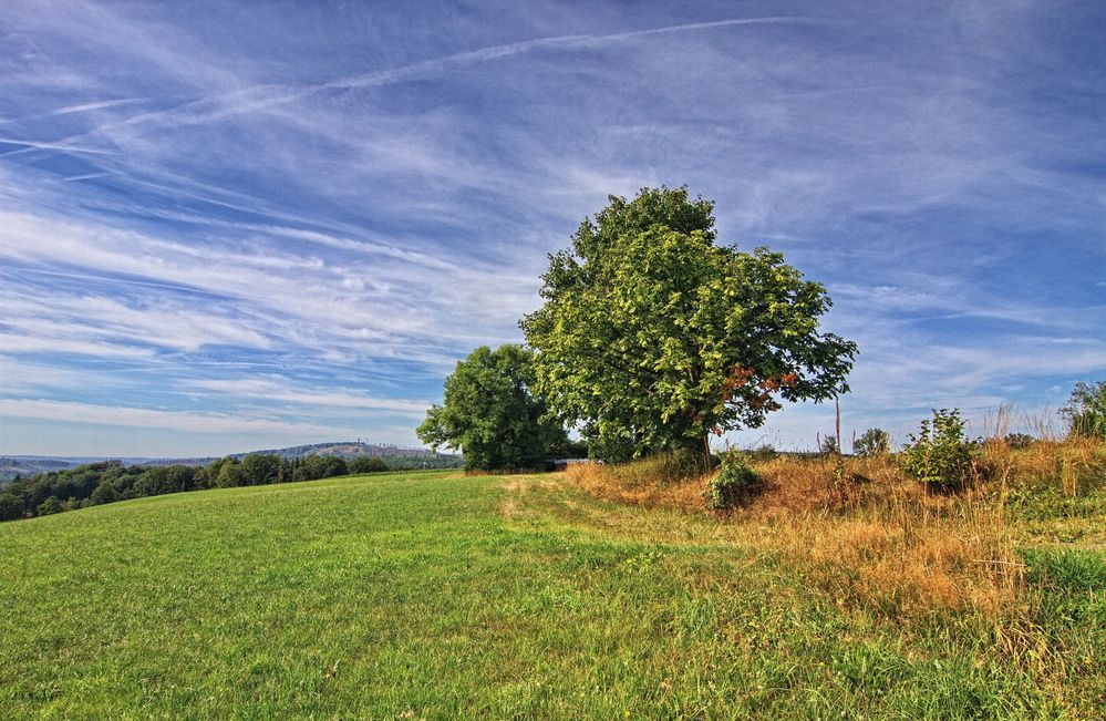 Ein schöner Baum