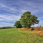 Ein schöner Baum