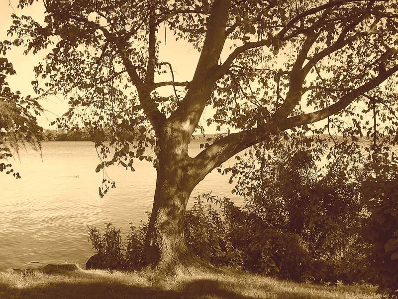 Ein schöner Baum am Plöner See