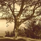 Ein schöner Baum am Plöner See