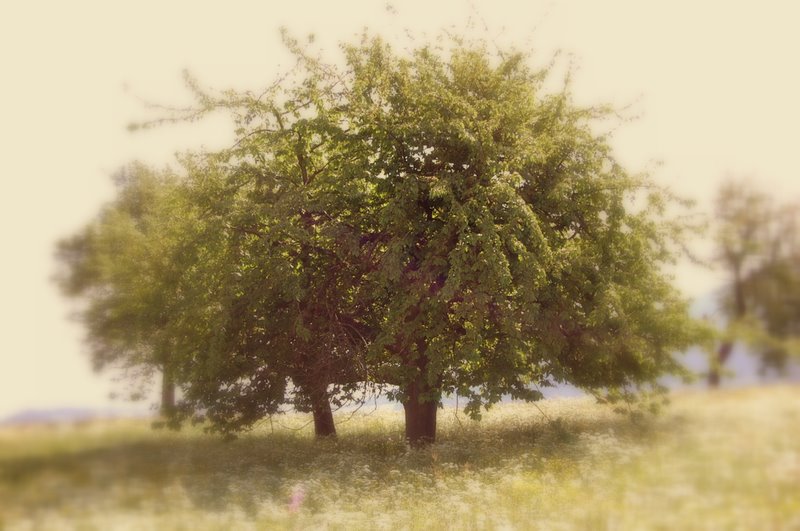 Ein schöner Baum im letzten Lebensjahr (wird bald gefällt)