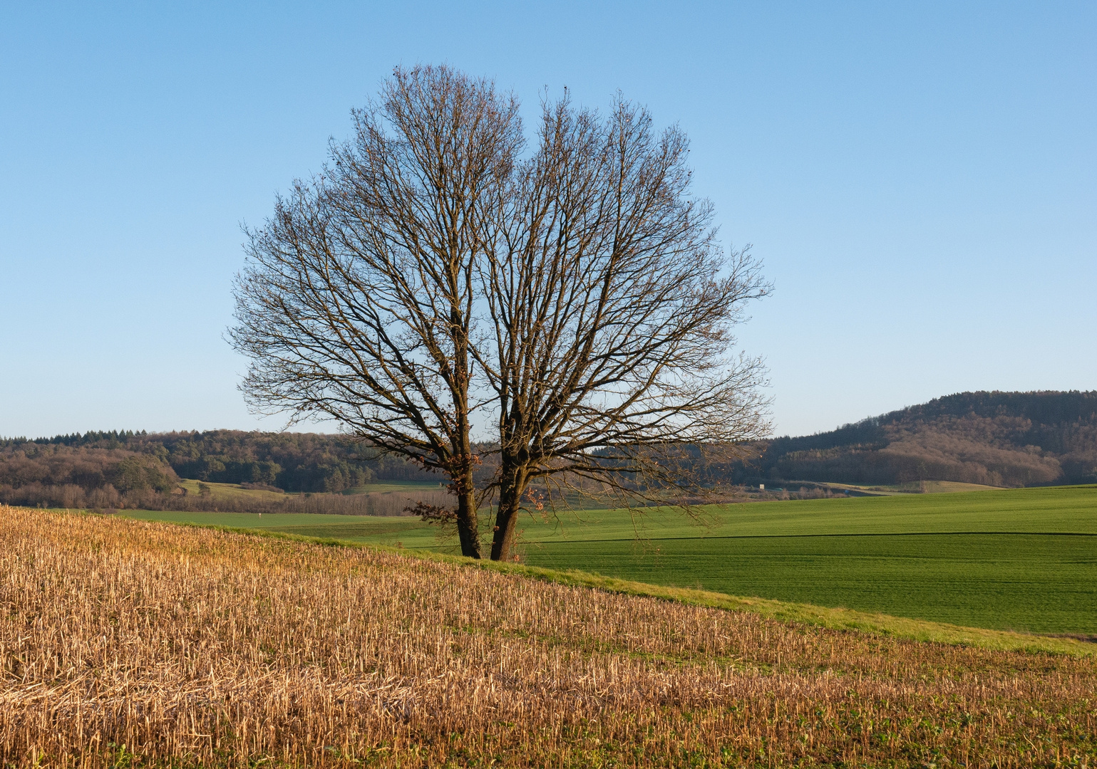 Ein schöner Baum in einer herrlichen Landschaft