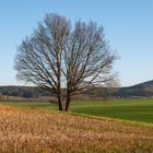 Ein schöner Baum in einer herrlichen Landschaft