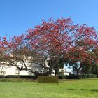 ein schöner Baum in Florida...