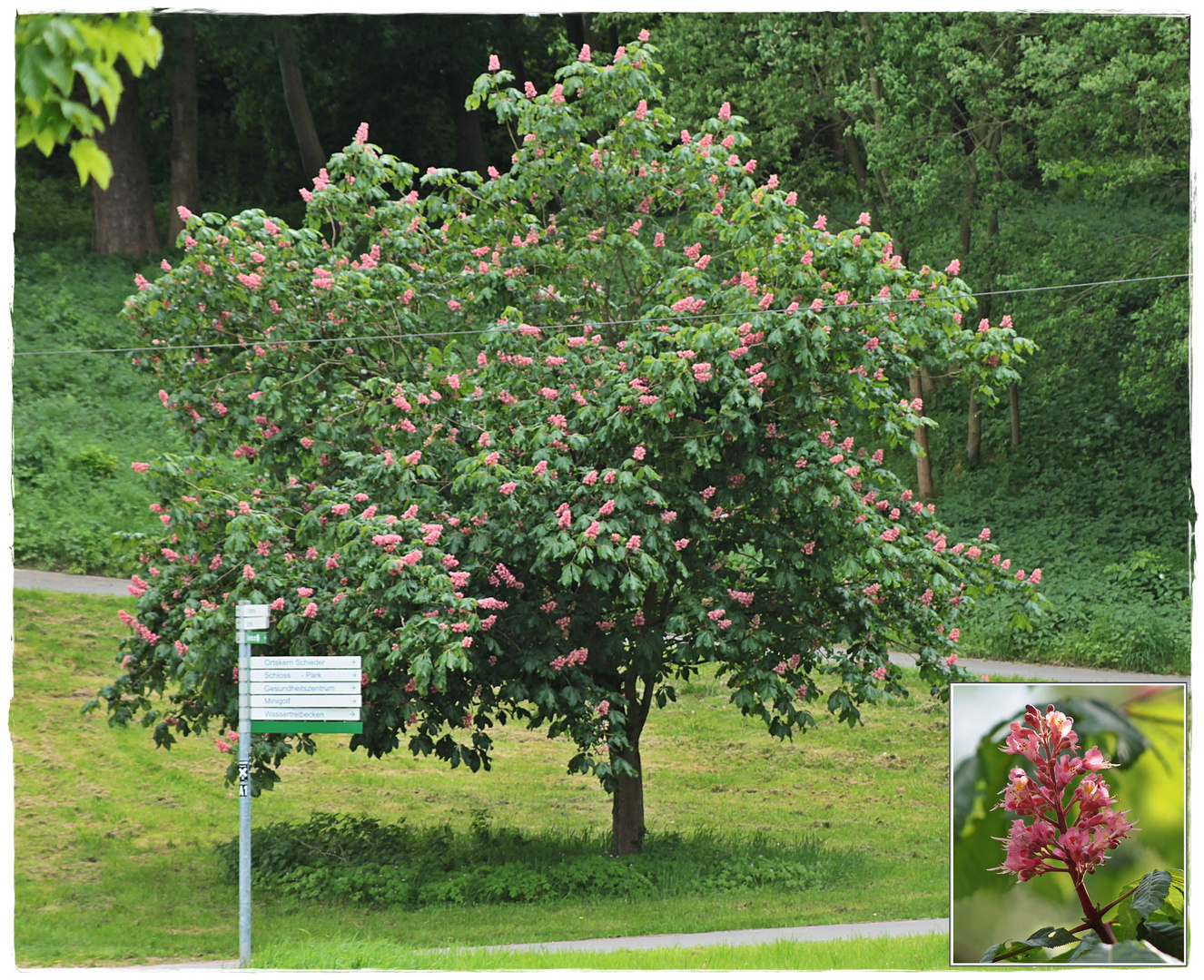 Ein schöner Baum und Blüte