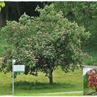 Ein schöner Baum und Blüte