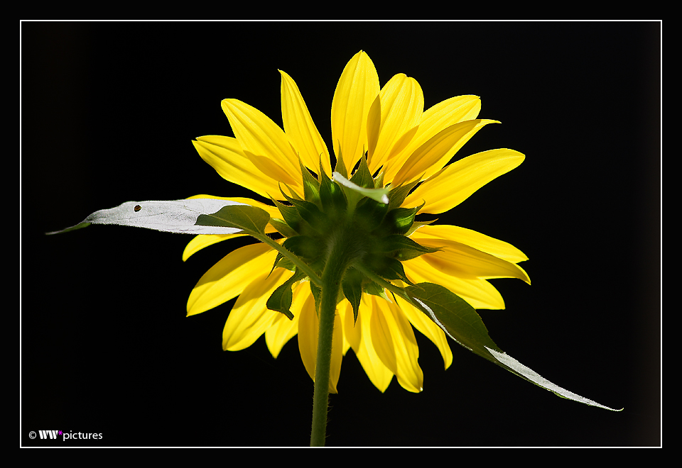 Ein schöner (Blumen-)Rücken ...