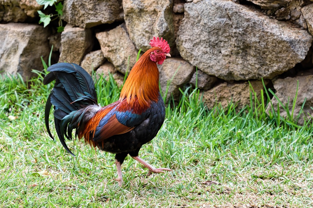 Ein schöner bunter Hahn Foto & Bild | tiere, haustiere, nutztiere
