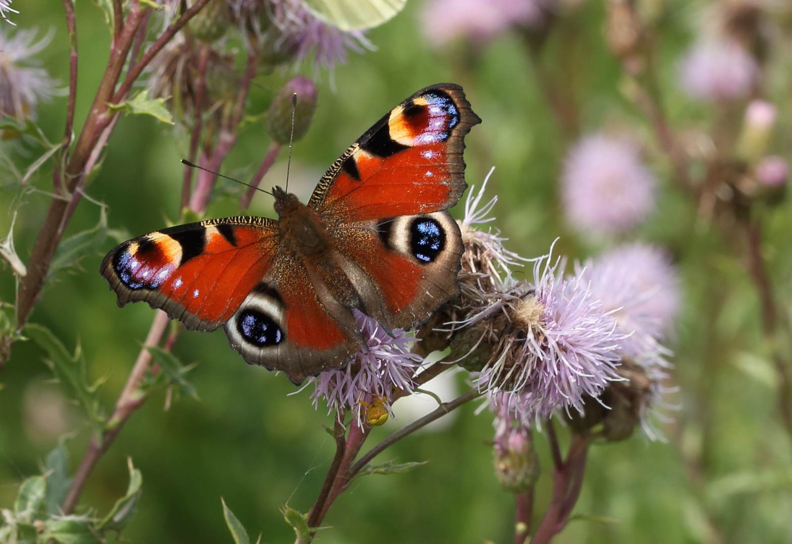 Ein schöner bunter Schmetterling