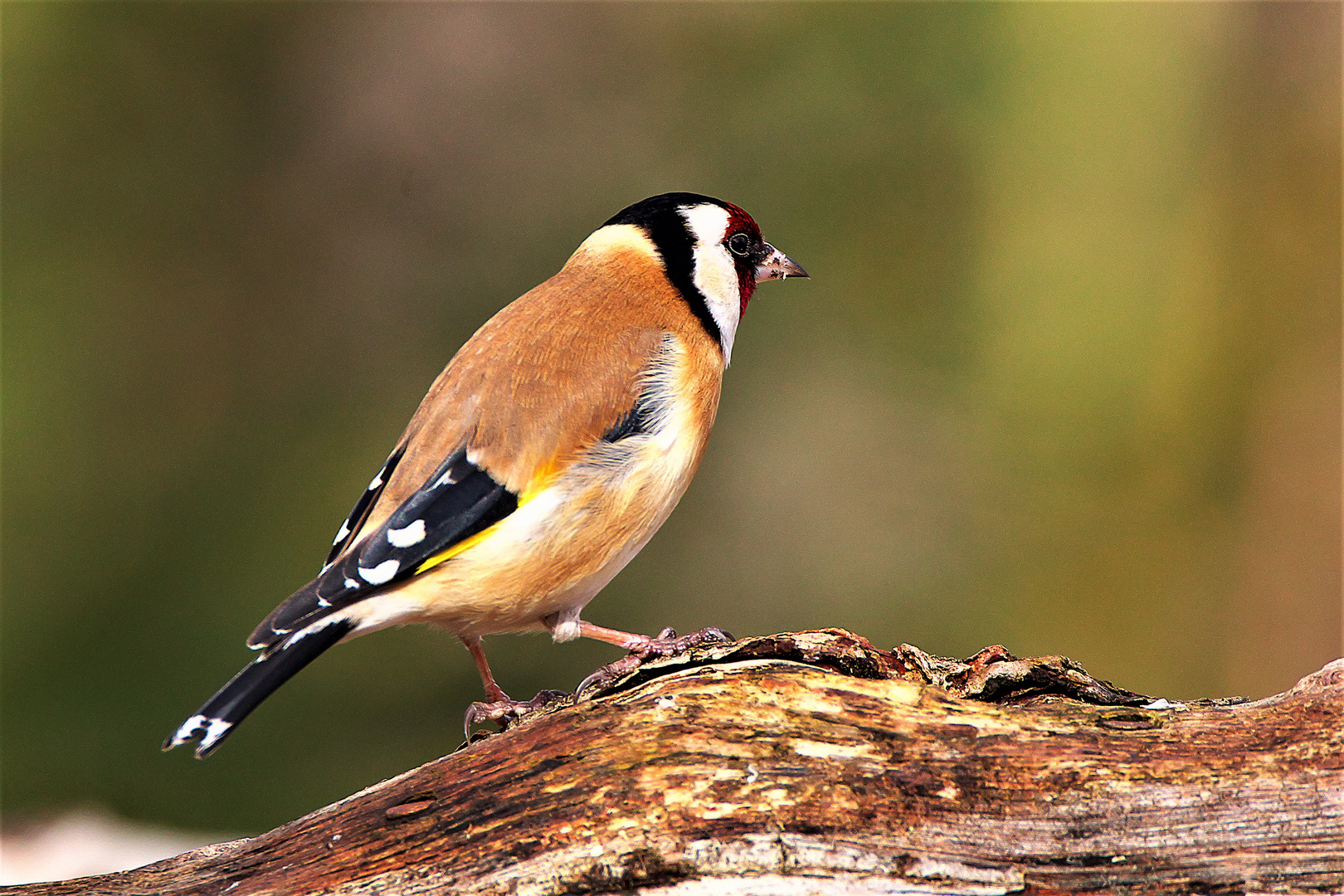 Ein schöner, bunter Vogel, der Stieglitz oder Distelfink