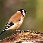 Ein schöner, bunter Vogel, der Stieglitz oder Distelfink