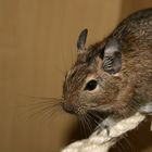 Ein schöner Degu...