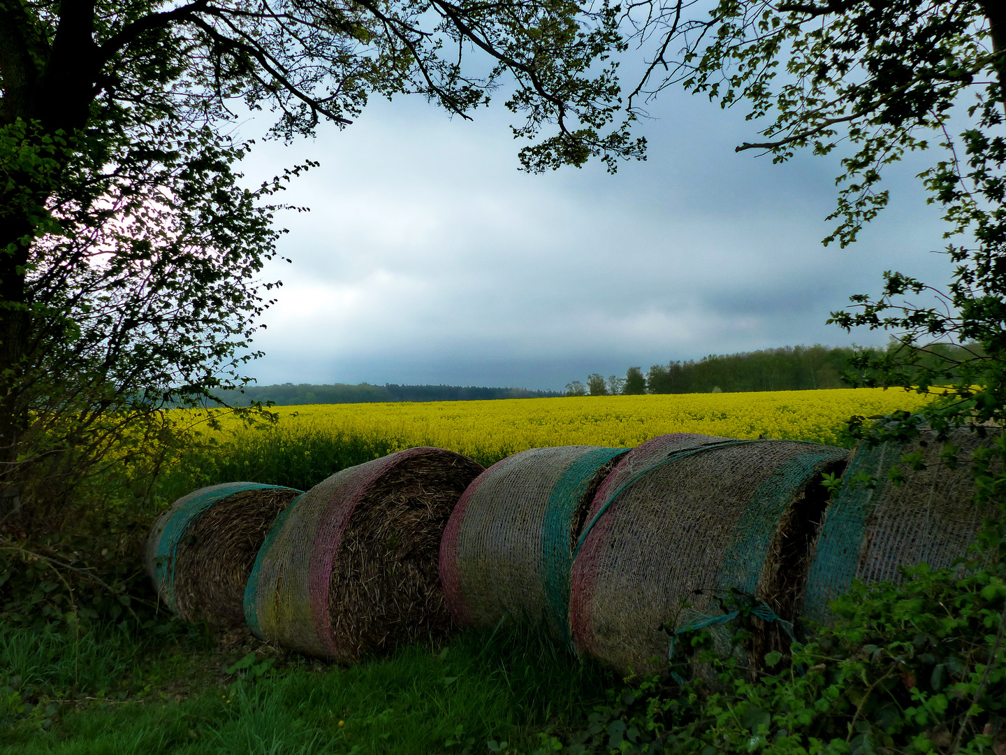 Ein schöner Durchblick zum Rapsfeld 