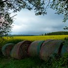 Ein schöner Durchblick zum Rapsfeld 