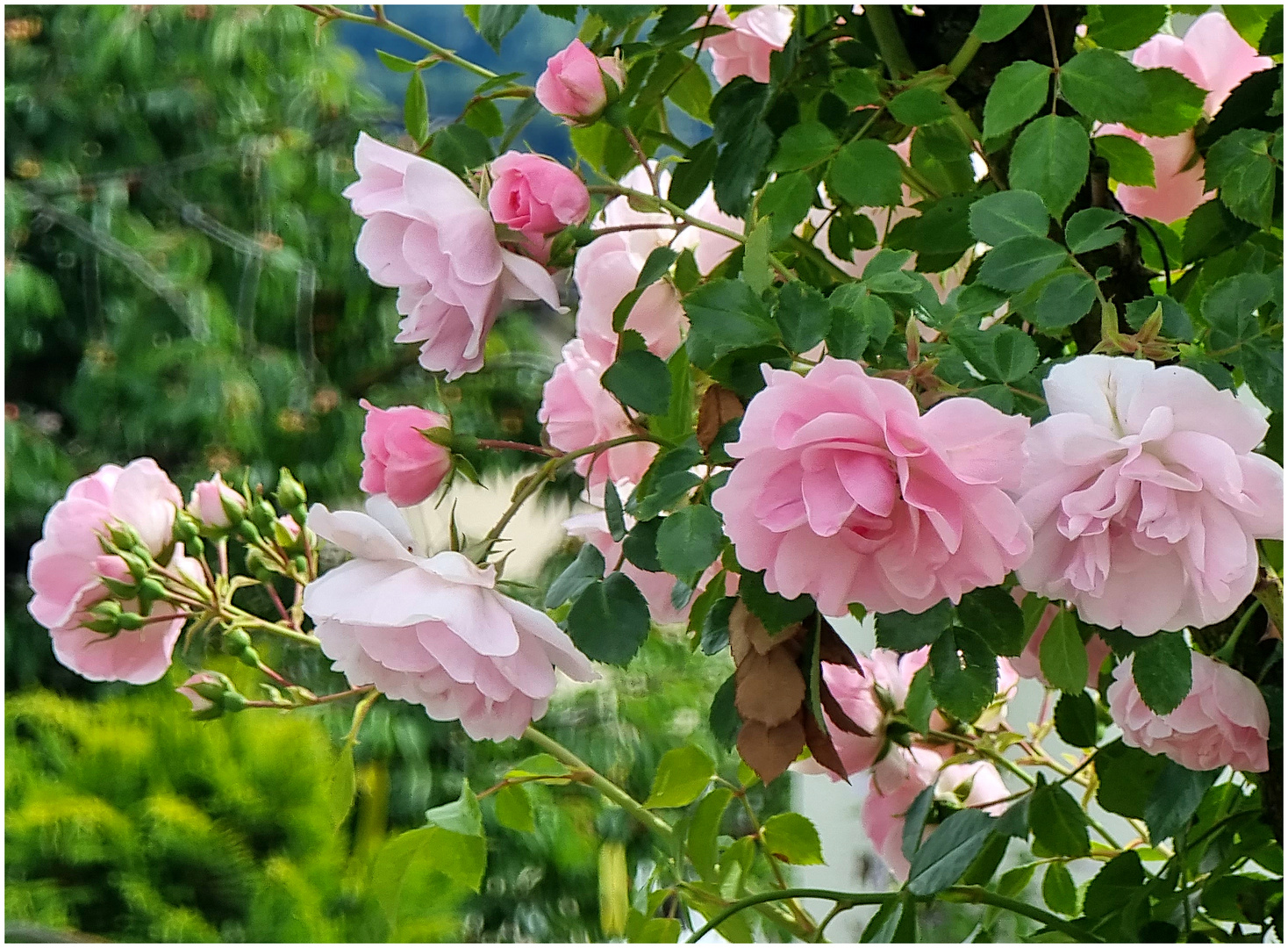 Ein schöner Empfang am Gartenportal