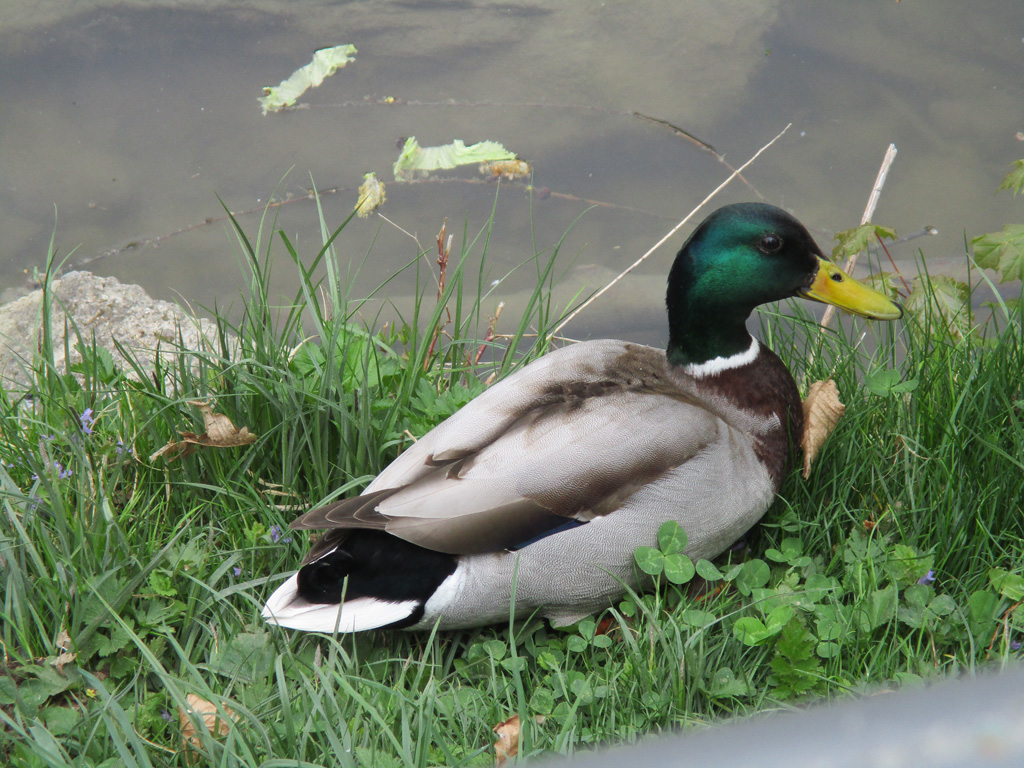 Ein Sch ner Erpel Foto Bild Andere Tiere Natur Tiere Bilder Auf Ein Sch ner Erpel Foto Bild Andere Tiere Natur Tiere Bilder Auf