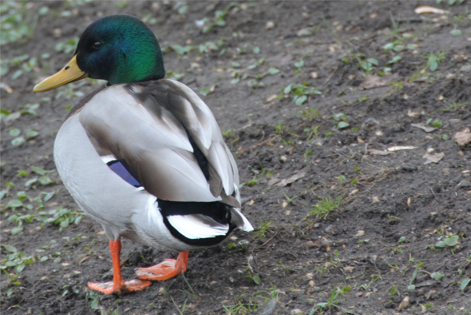 ein schöner Erpel am Zwingerteich