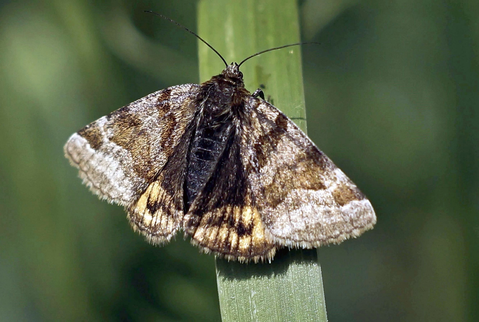 Ein schöner Falter Foto & Bild natur, tiere, wildlife Bilder auf