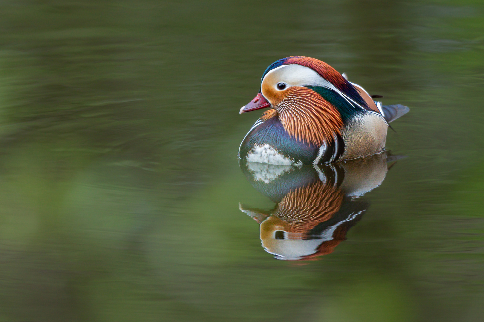 Ein schöner Farbklecks auf dem Weiher. Fotografiert durch Büsche hindurch.