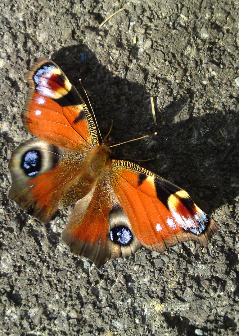 Ein schöner Farbtupfer