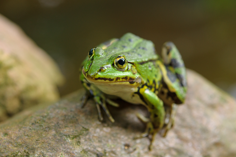 Ein schöner Frosch