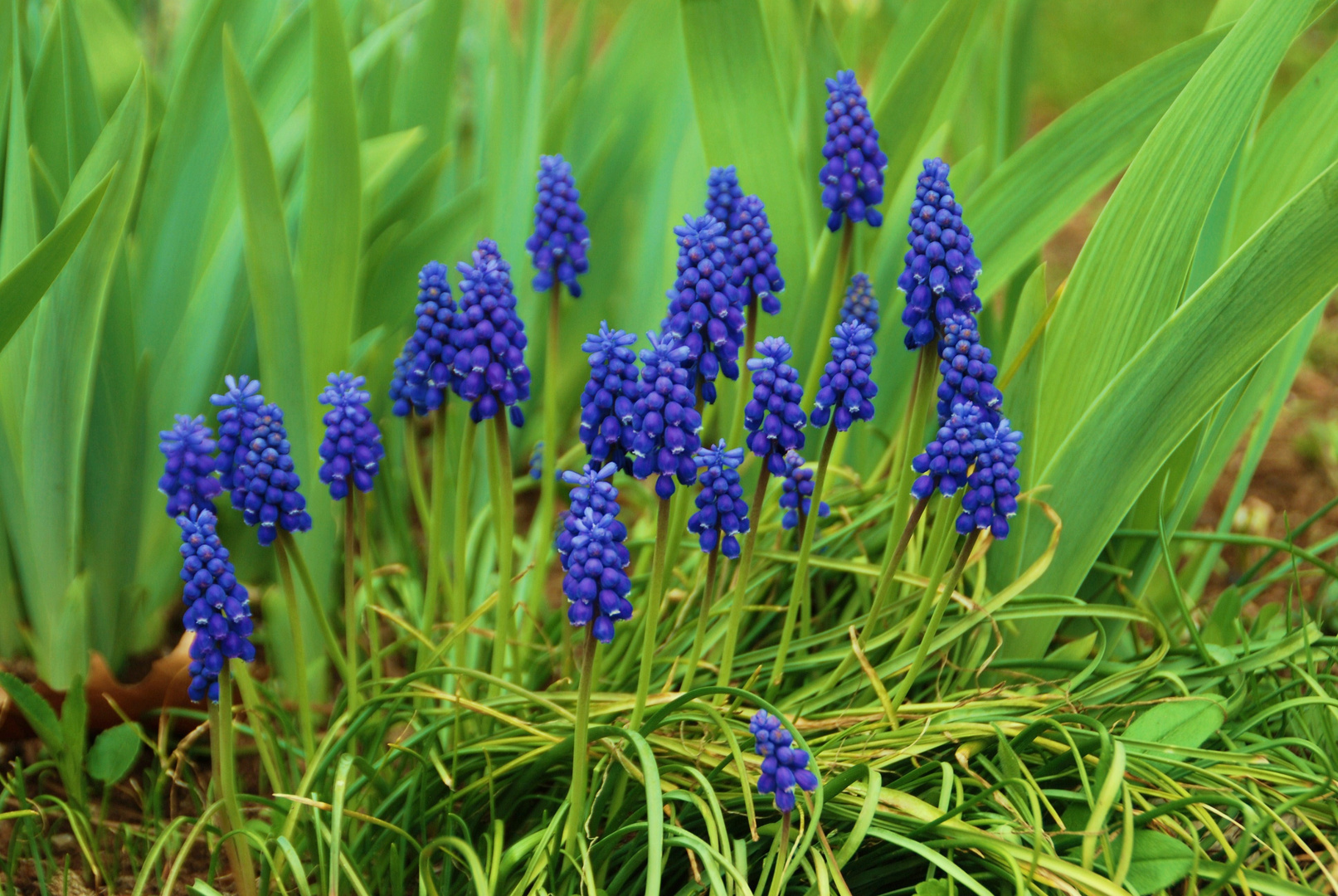 ein schöner Frühling