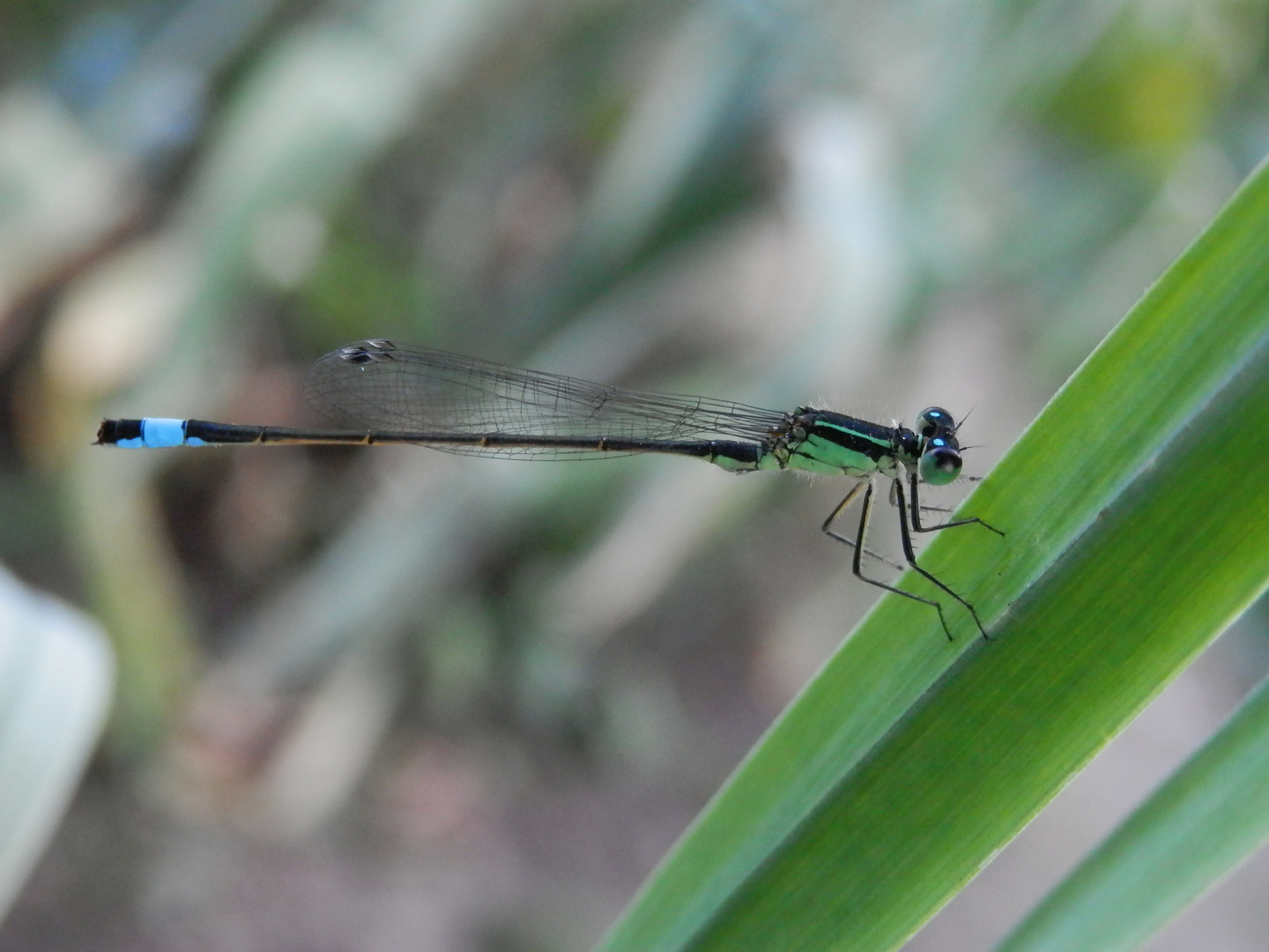 Ein schöner Fund am Abend - eine Pechlibelle (Ischnura elegans)