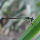 Ein schöner Fund am Abend - eine Pechlibelle (Ischnura elegans)