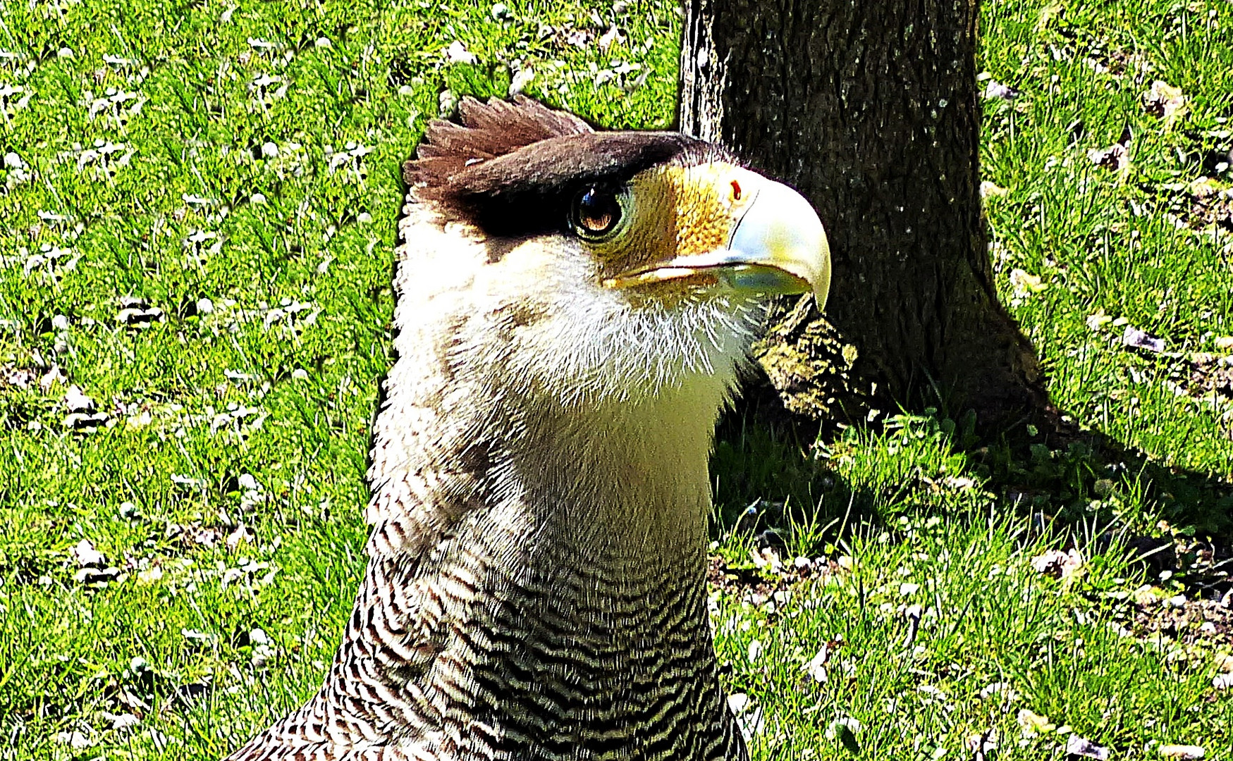 Ein schöner Greifvogel