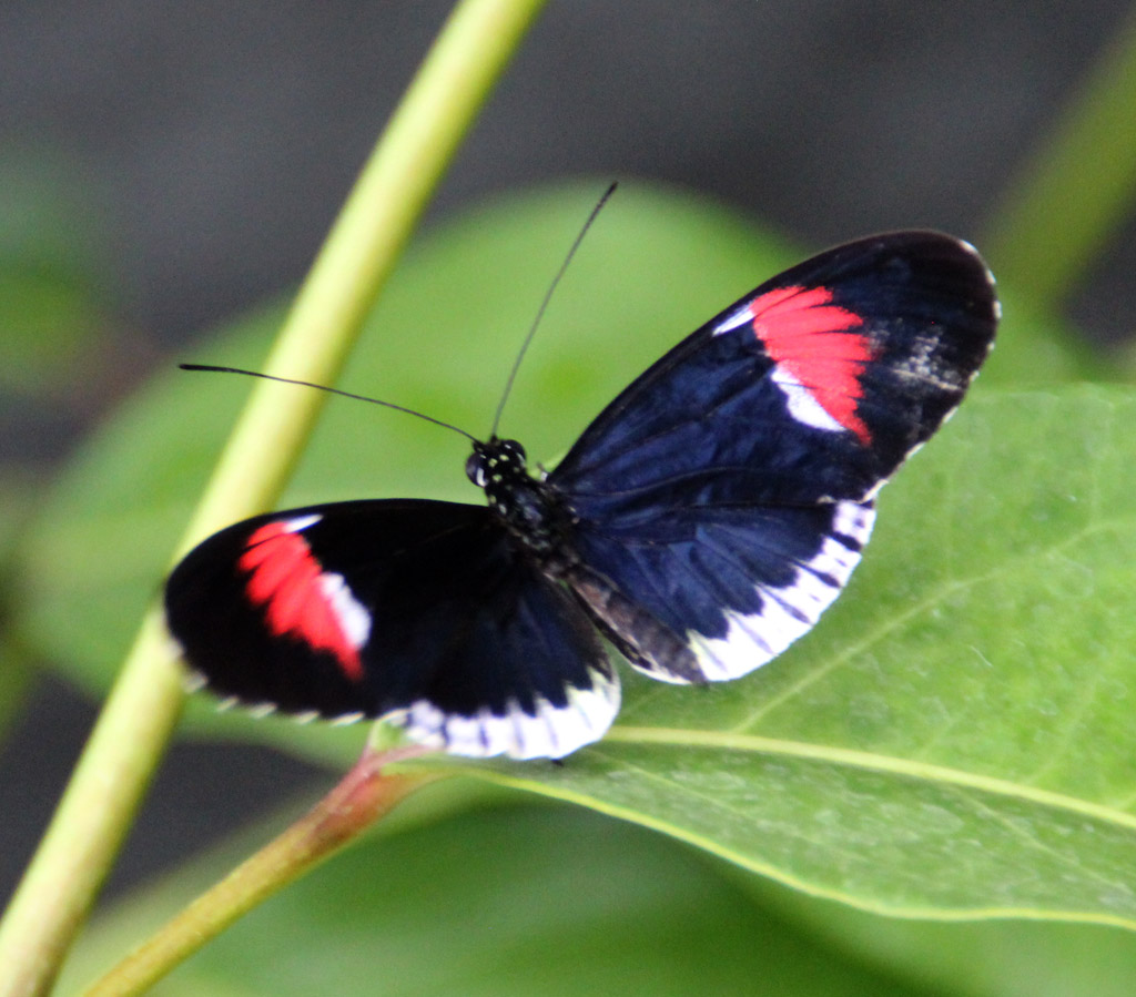 Ein schöner Heliocronus Falter 