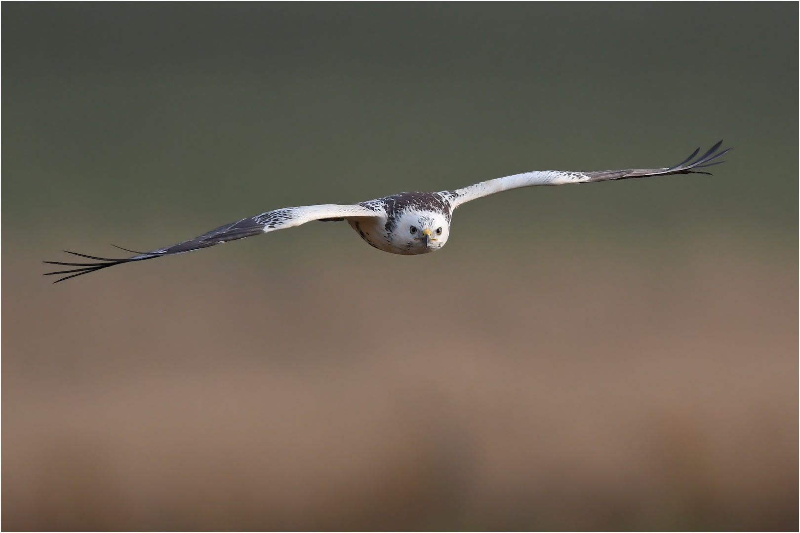 Ein schöner heller Foto & Bild tiere, wildlife, wild lebende