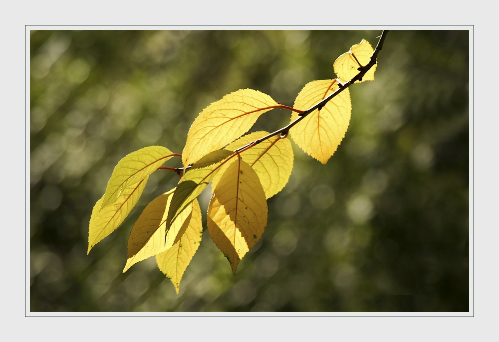 Ein schöner Herbst