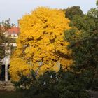 ein schöner Herbst