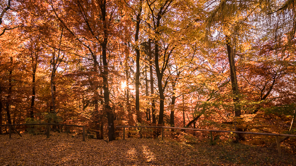 Ein schöner Herbst Tag