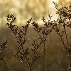 Ein schöner Herbstmorgen