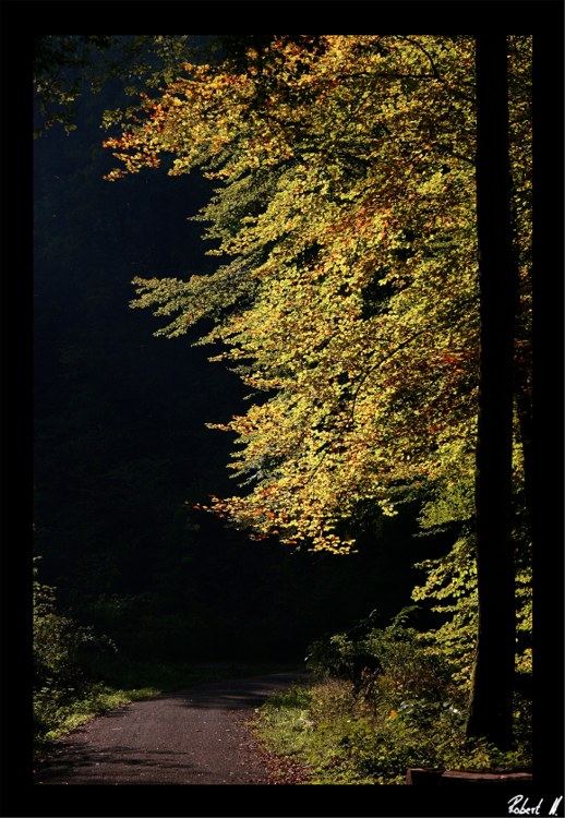 Ein schöner Herbstspaziergang