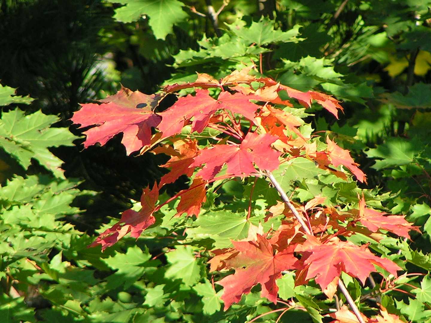 ein schöner Herbstta