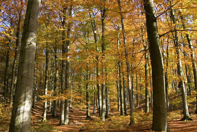 Ein schöner Herbsttag 1