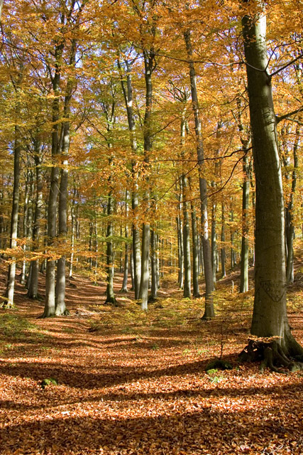 Ein schöner Herbsttag 2