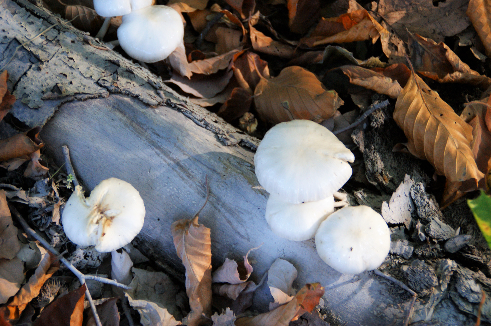 Ein schöner Herbsttag