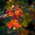 Ein schöner Herbsttag 