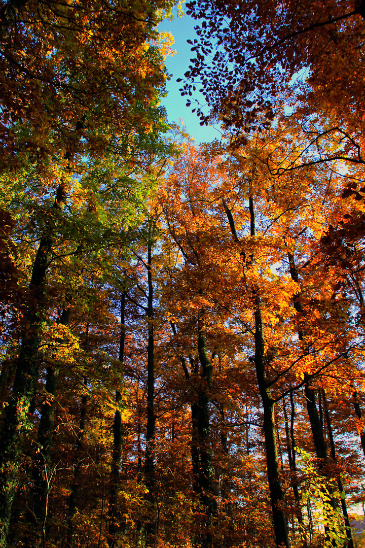 ein schöner Herbsttag