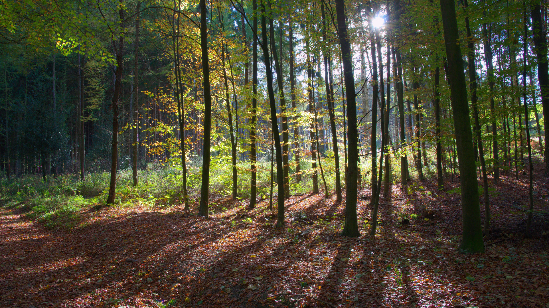 Ein schöner Herbsttag !