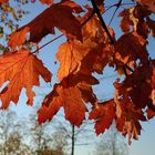 ein schöner Herbsttag geht zu Ende