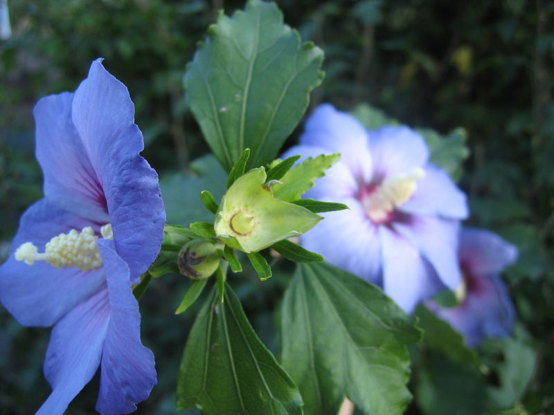 ein schöner hibiskus