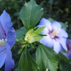 ein schöner hibiskus