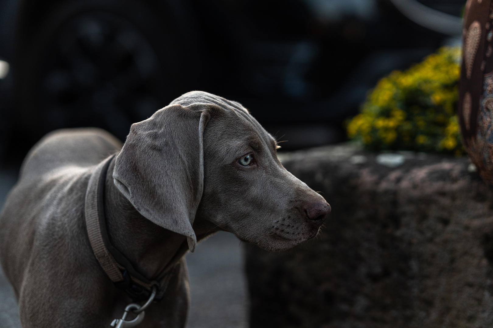 Ein schöner Hund