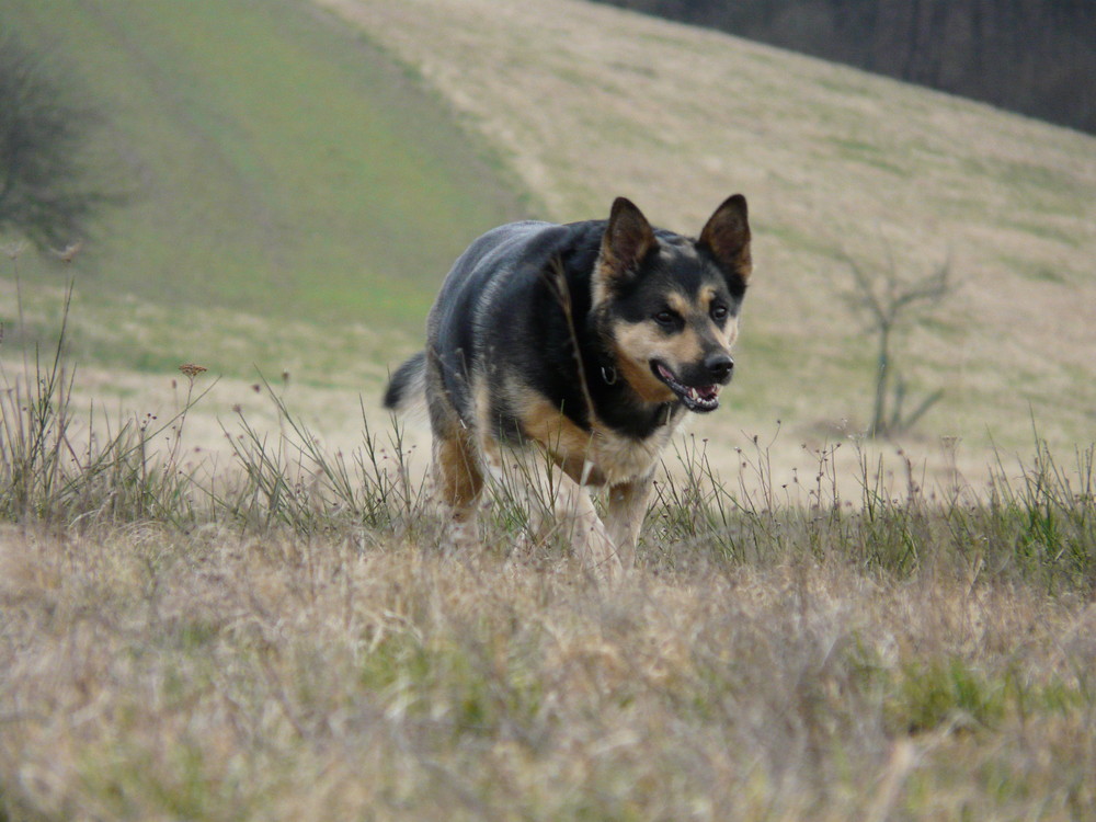 Ein schöner Hund